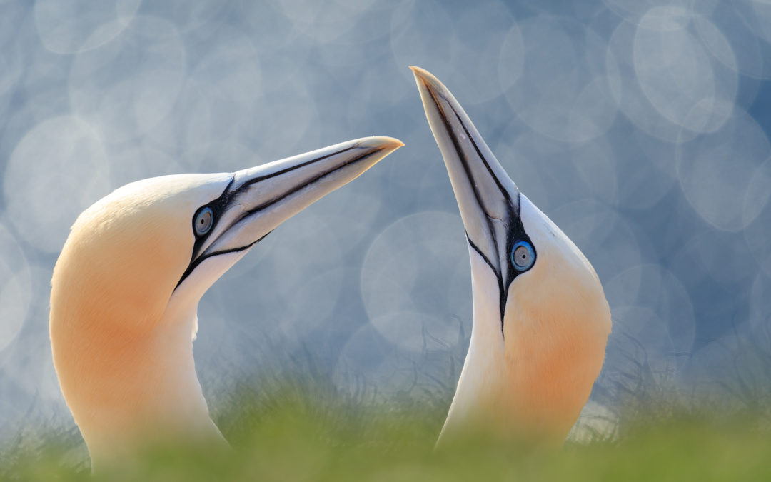 HELGOLAND