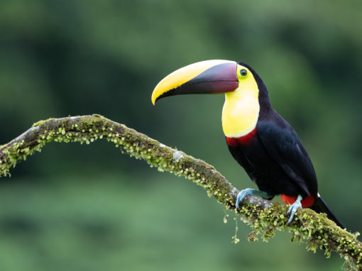 COSTA RICA