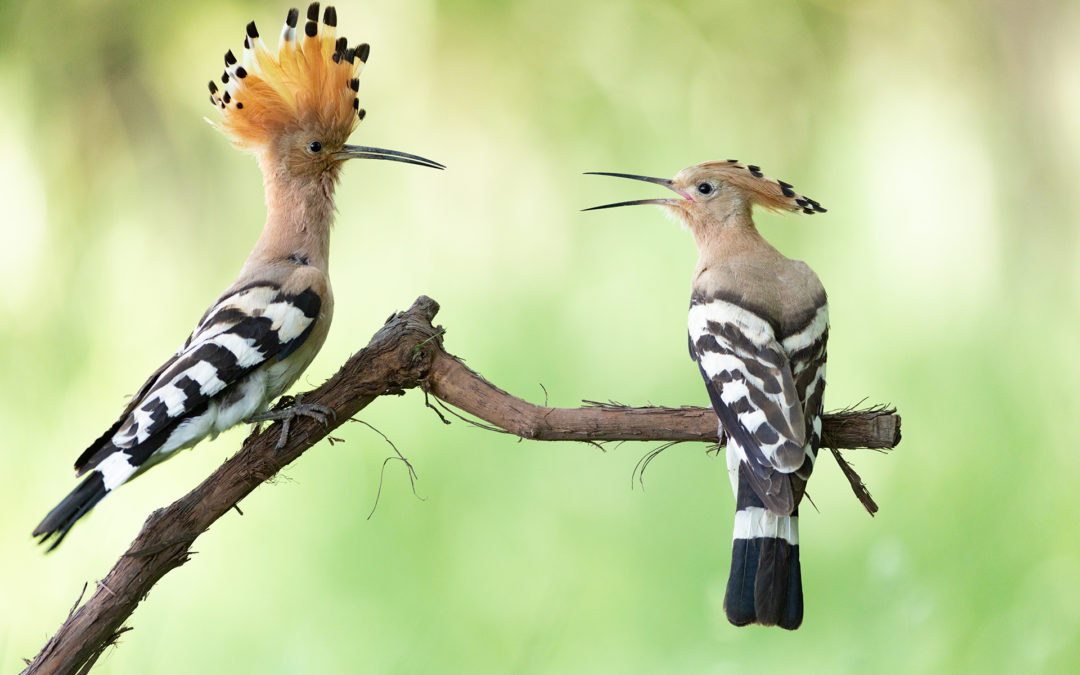 SLOWENIEN Mai 2026 „Vogelfotografie vom Feinsten“