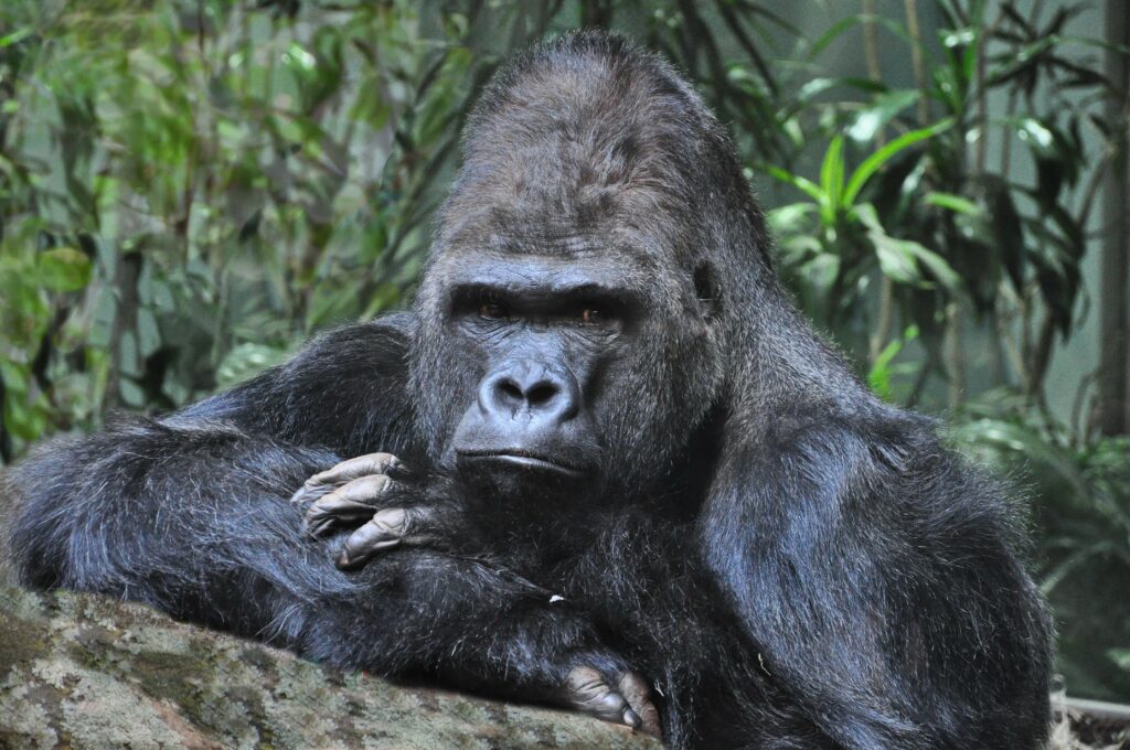 Highlights_uganda-gorilla-kopf-vs