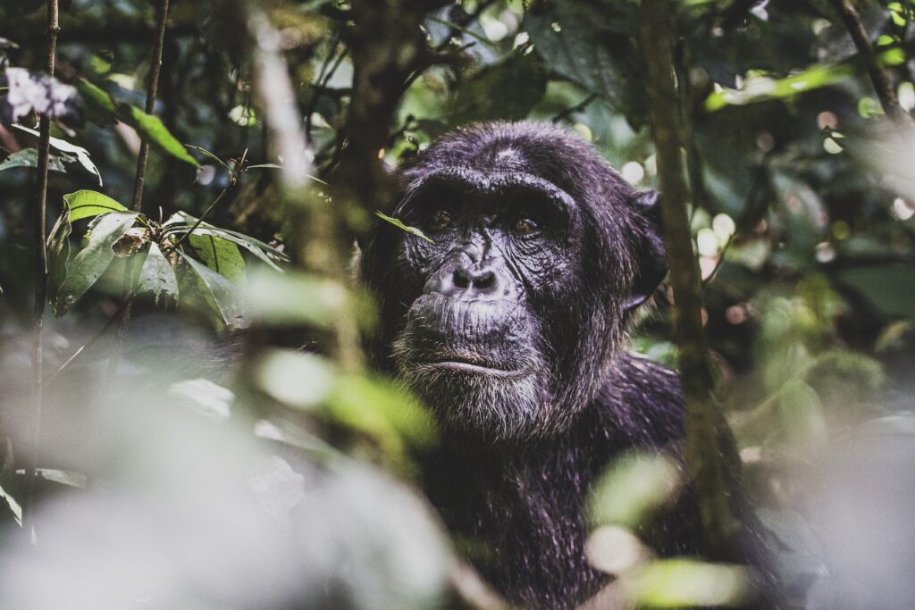 Tag 6_afrika-uganda-tiere-primaten-schimpanse(14)
