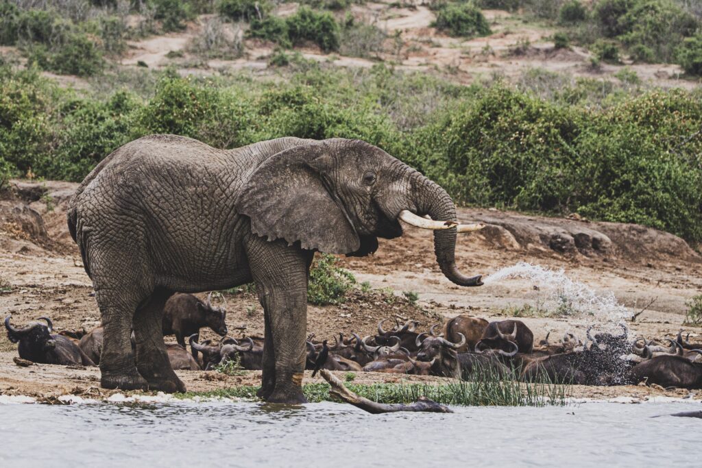 Tag 7_afrika-uganda-tiere-elefant(5)