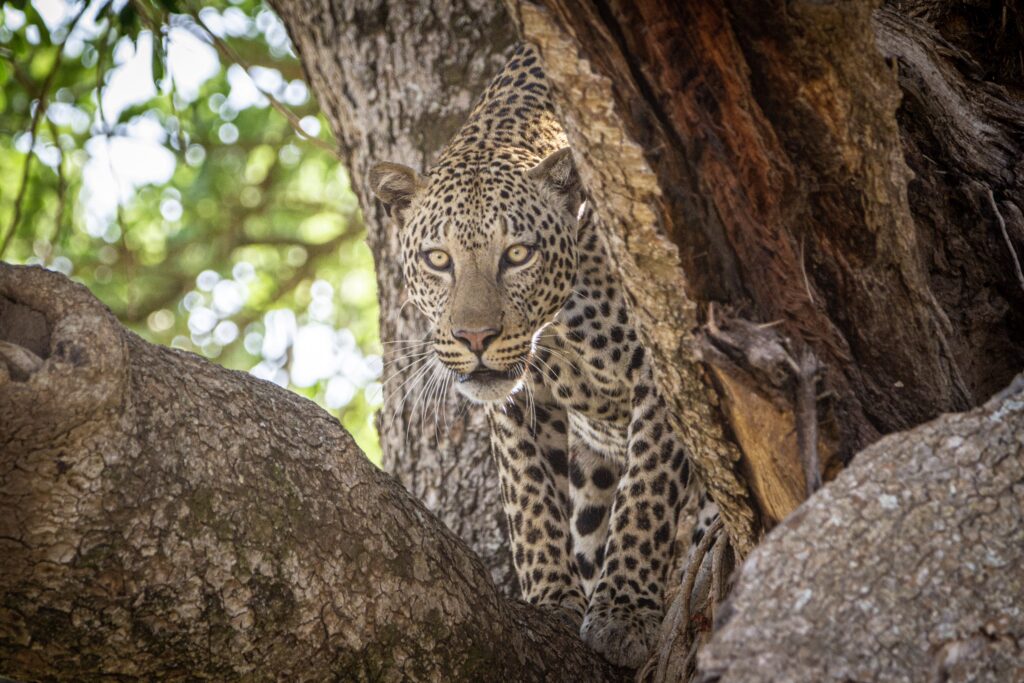 Tag 8_afrika-uganda-tiere-leopard