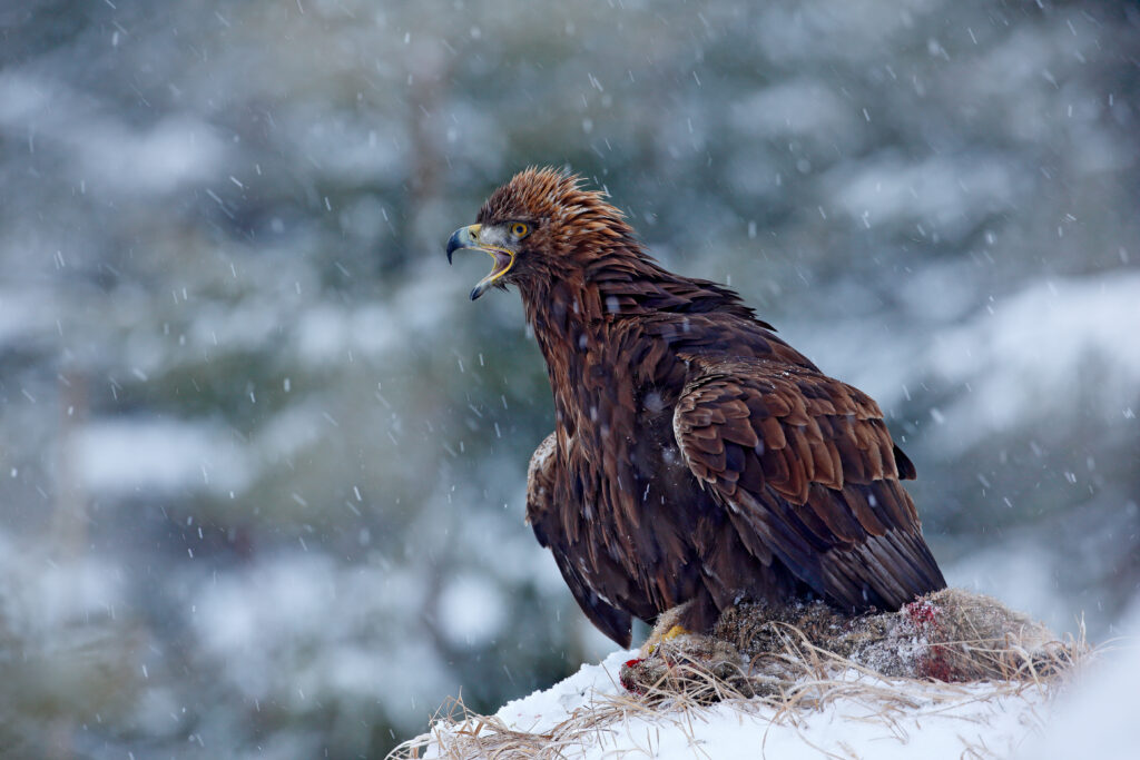 Golden Eagle in snow with kill hare, snow in the forest during winter. Eagle with catch. Wildlife weeding scene from nature. Cold winter in Europe. Snowy forest with bird. Angry bird with food.