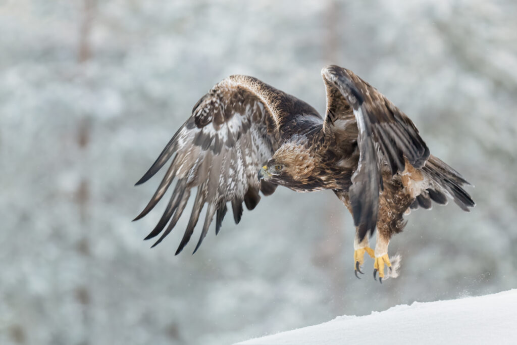 Golden eagle soaring through the air above a serene snow-covered terrain