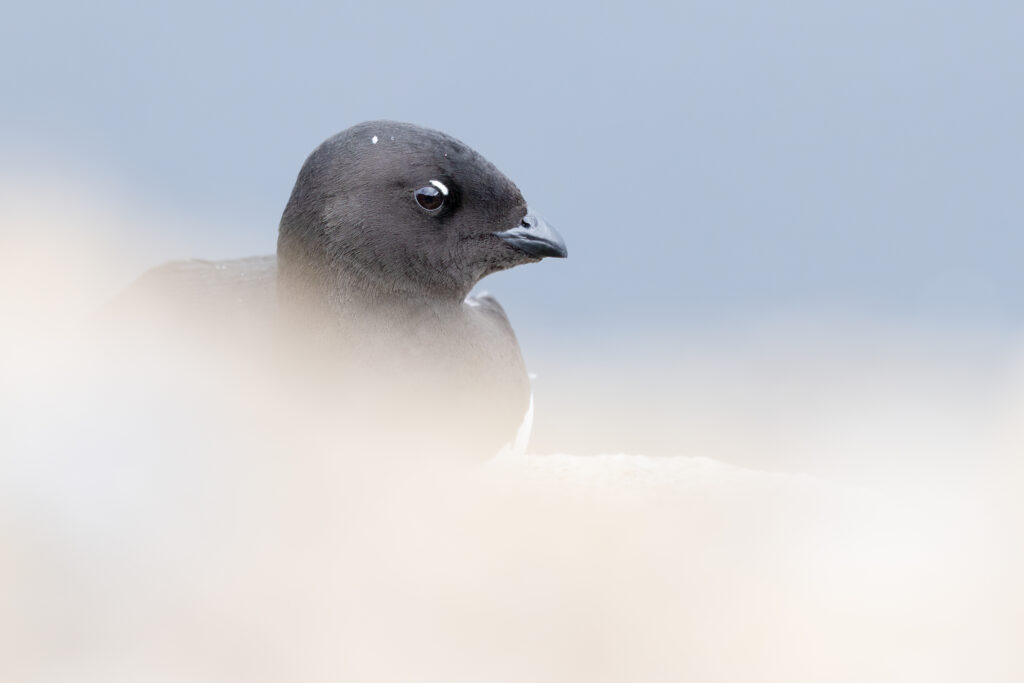 Spitzbergen98