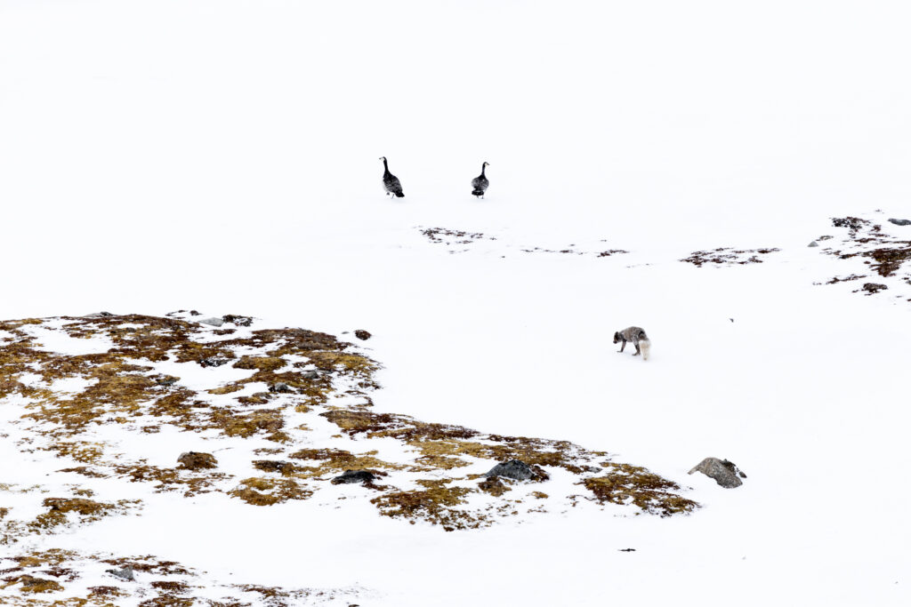 Spitzbergen101