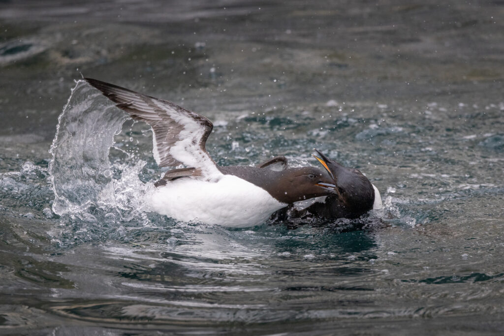 Spitzbergen108