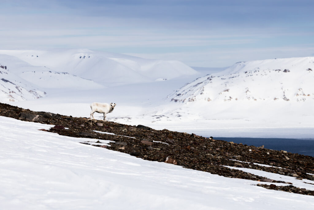 Spitzbergen109