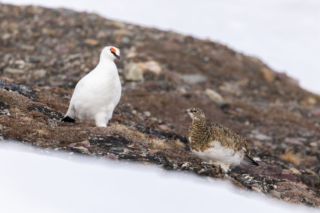 Spitzbergen110