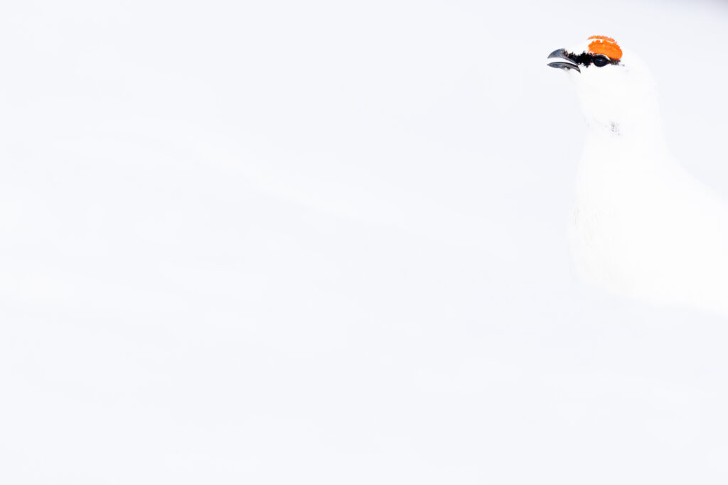 Spitzbergen111