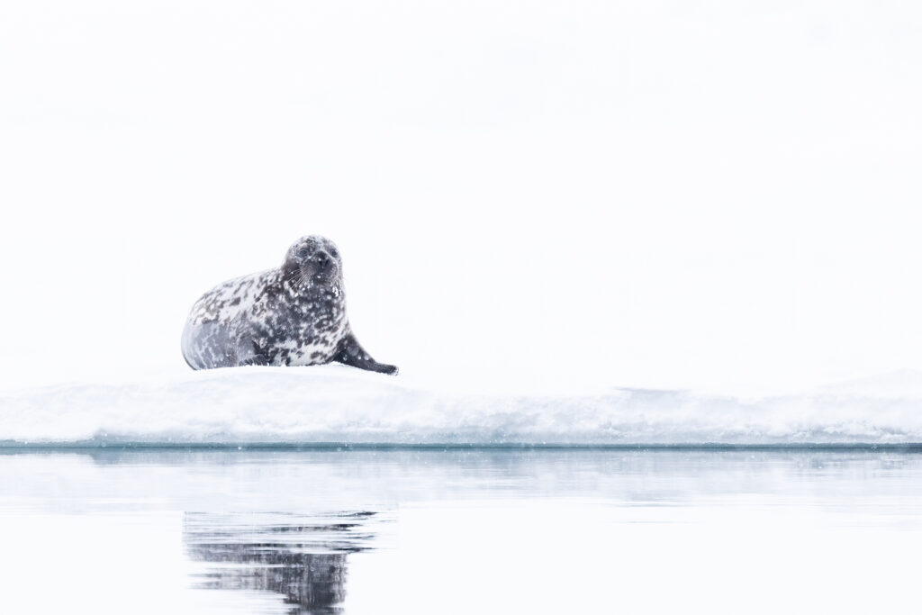 Spitzbergen112