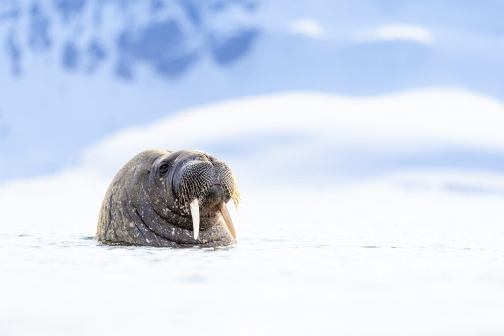 Spitzbergen117