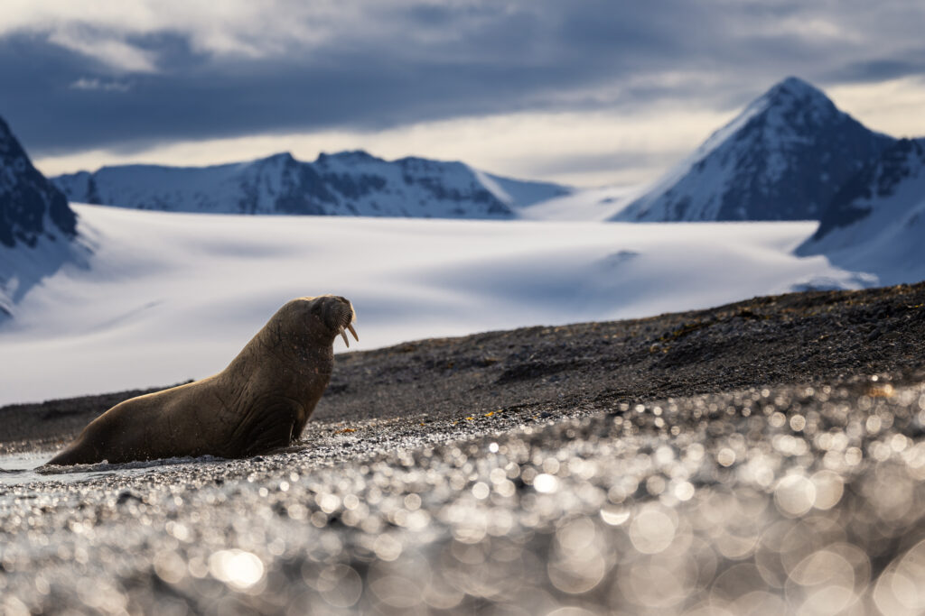 Spitzbergen119