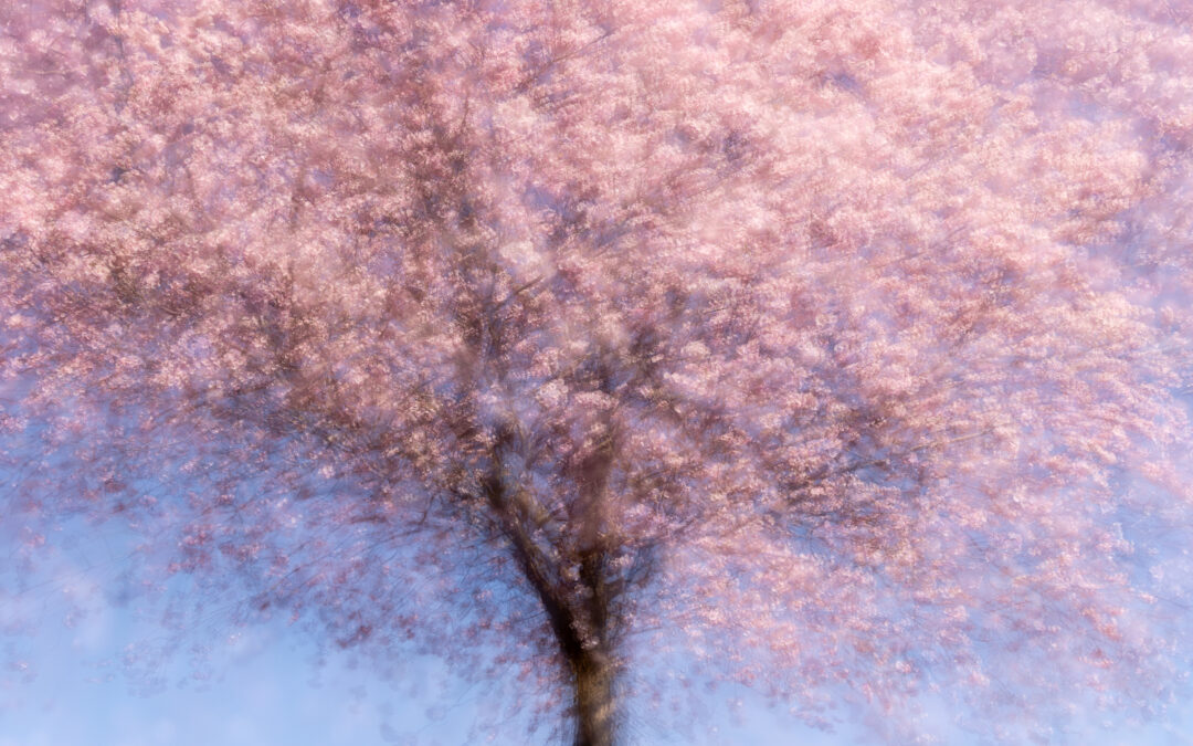 NATURE IS ART