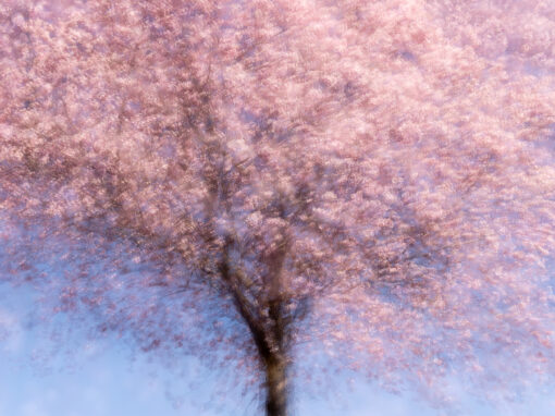 NATURE IS ART