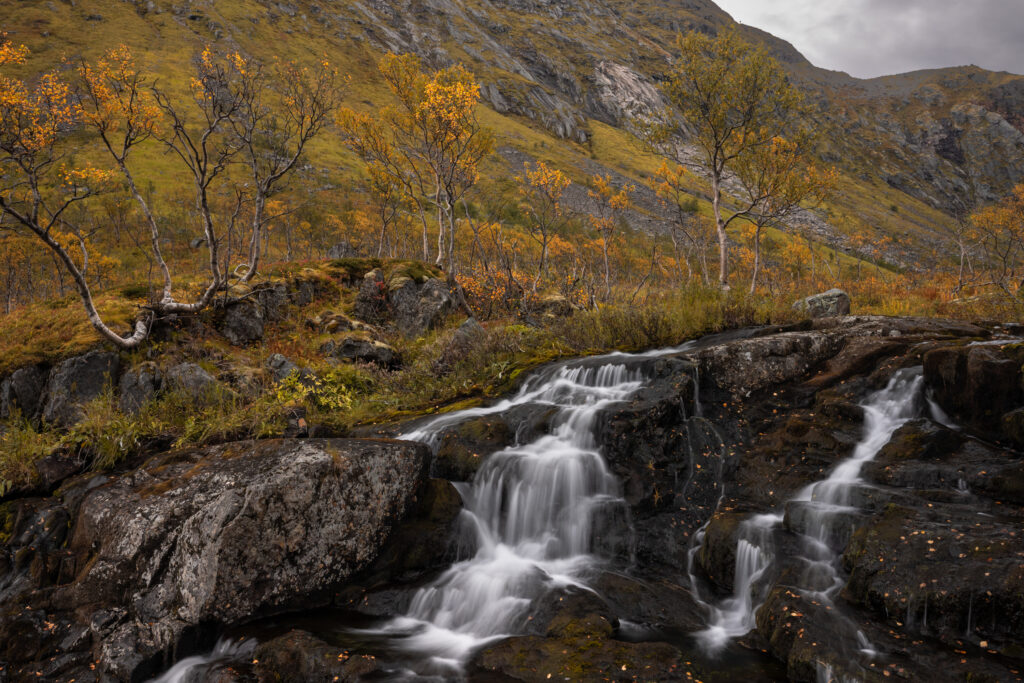 Senja49