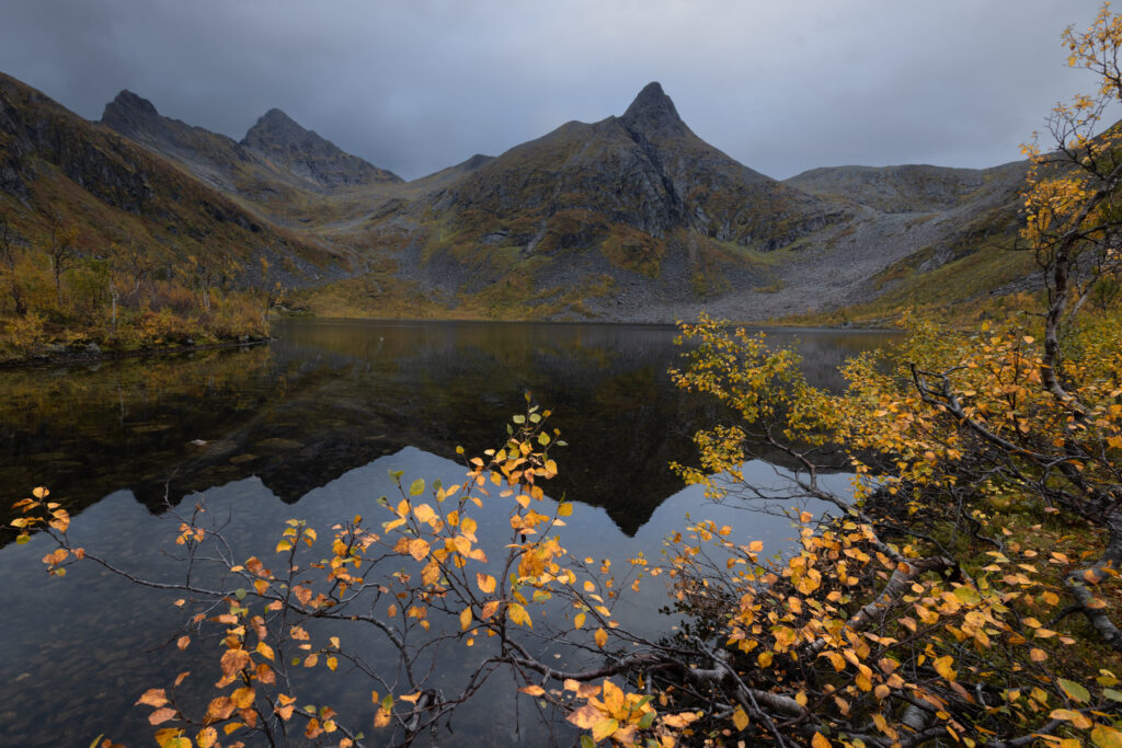 Senja55
