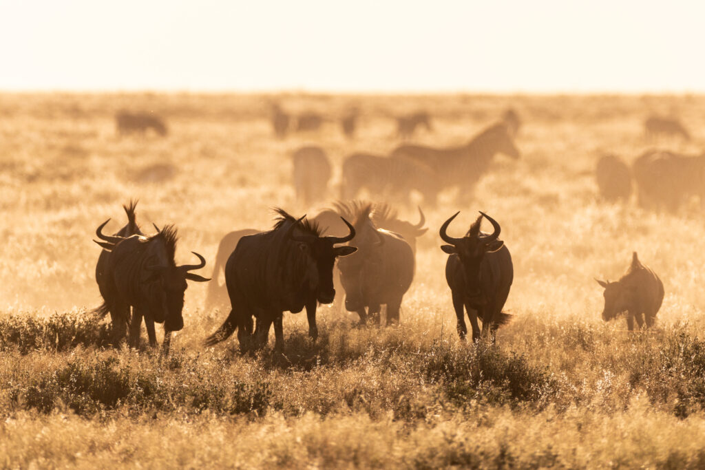 Namibia85