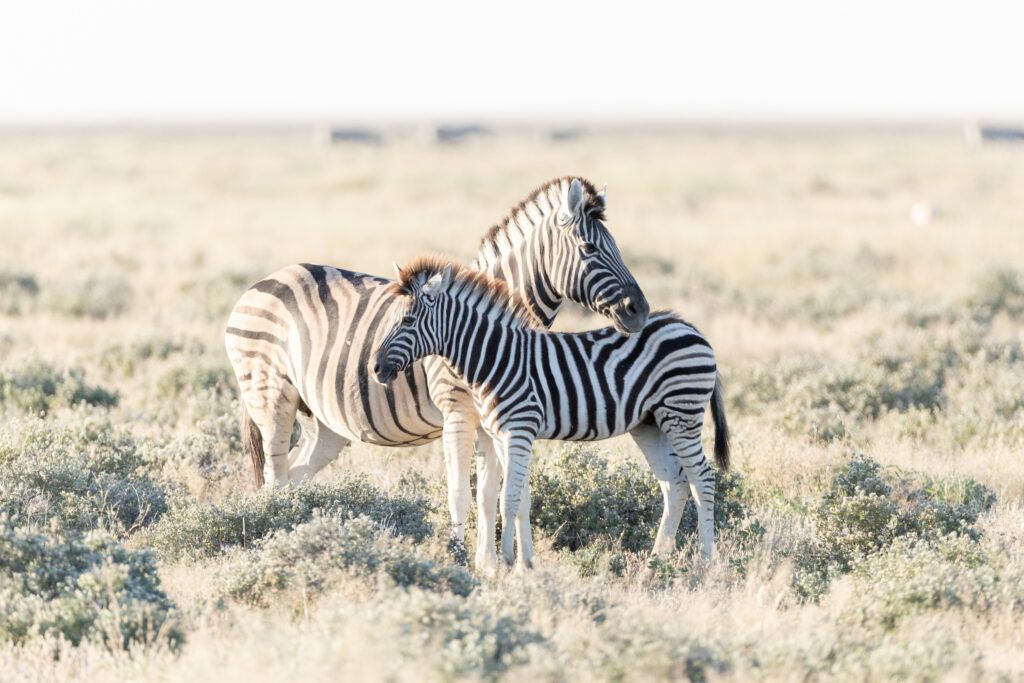 Namibia86