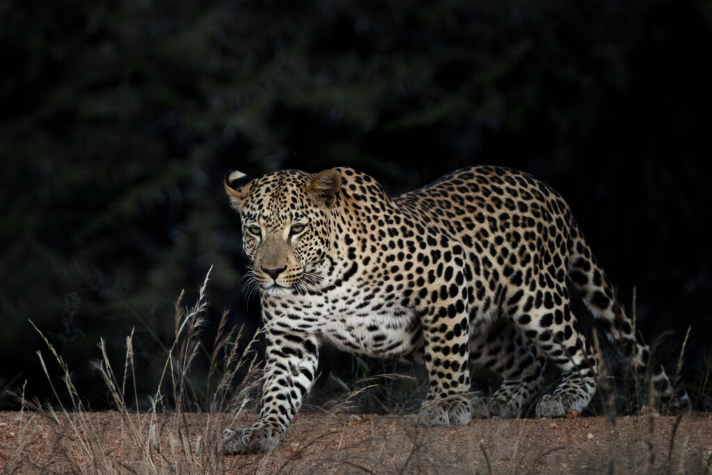 Namibia91