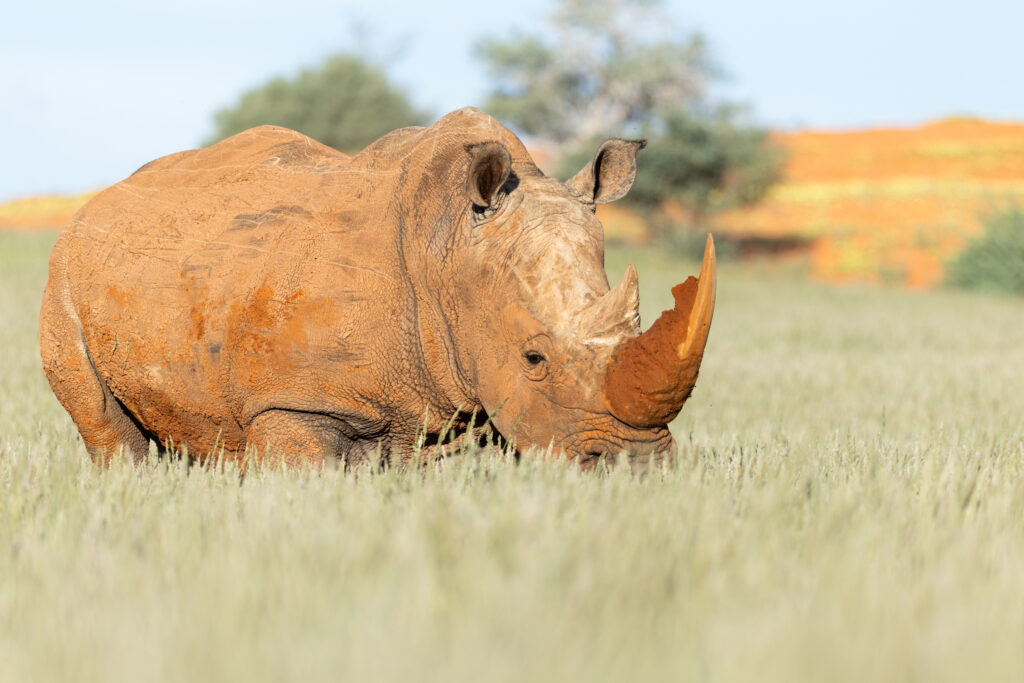 Namibia94