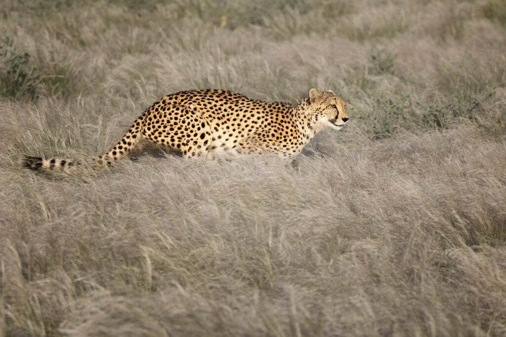 Namibia96