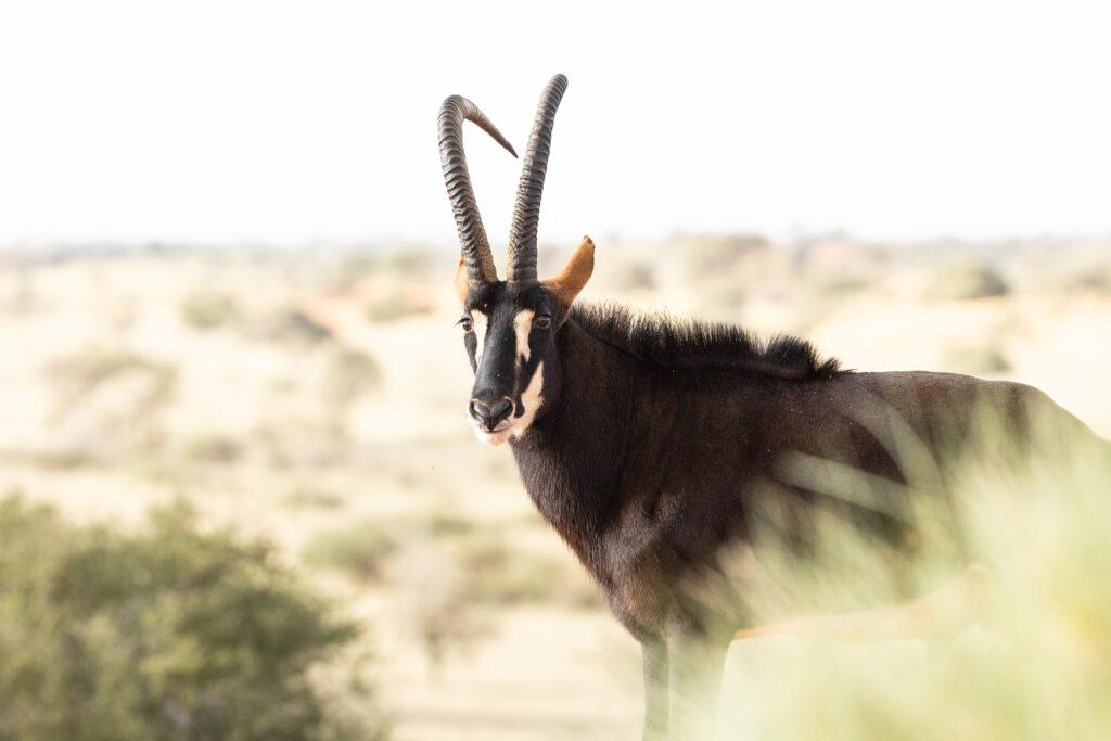 Namibia98