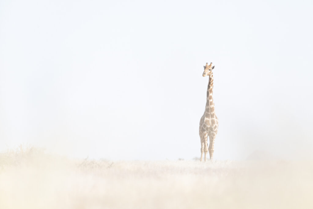 Namibia82
