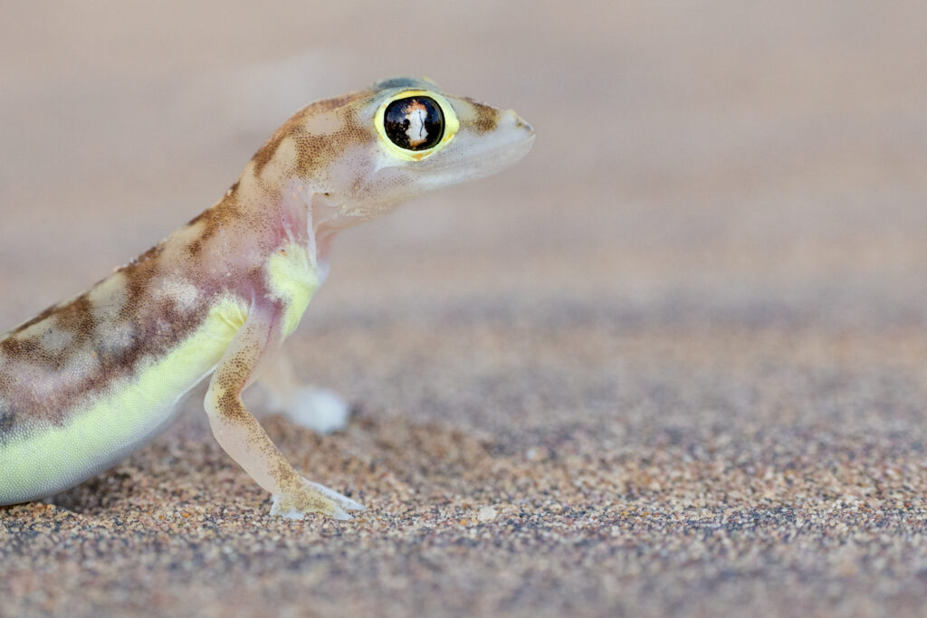 Namibia120