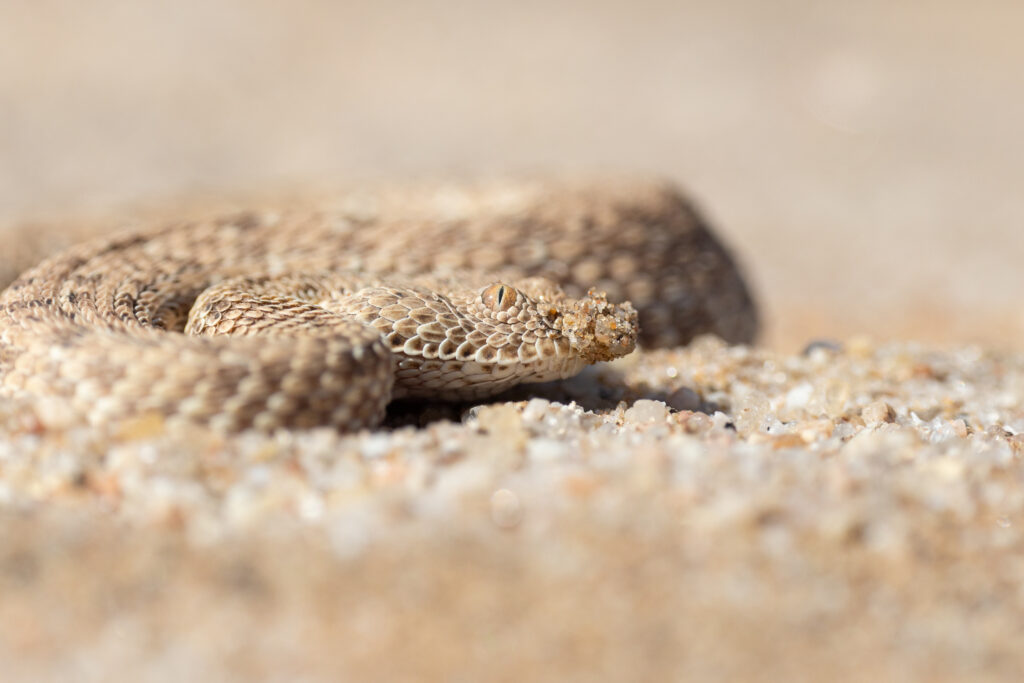Namibia83