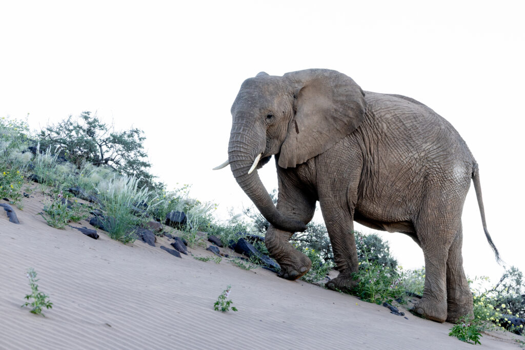 Namibia126