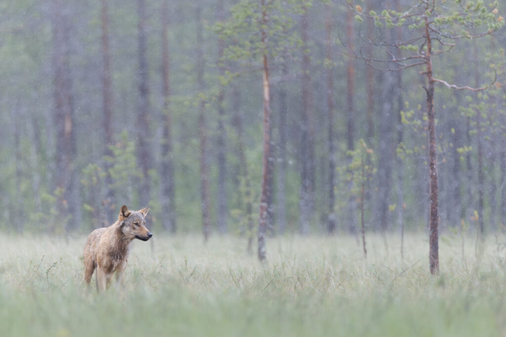 Finnland166
