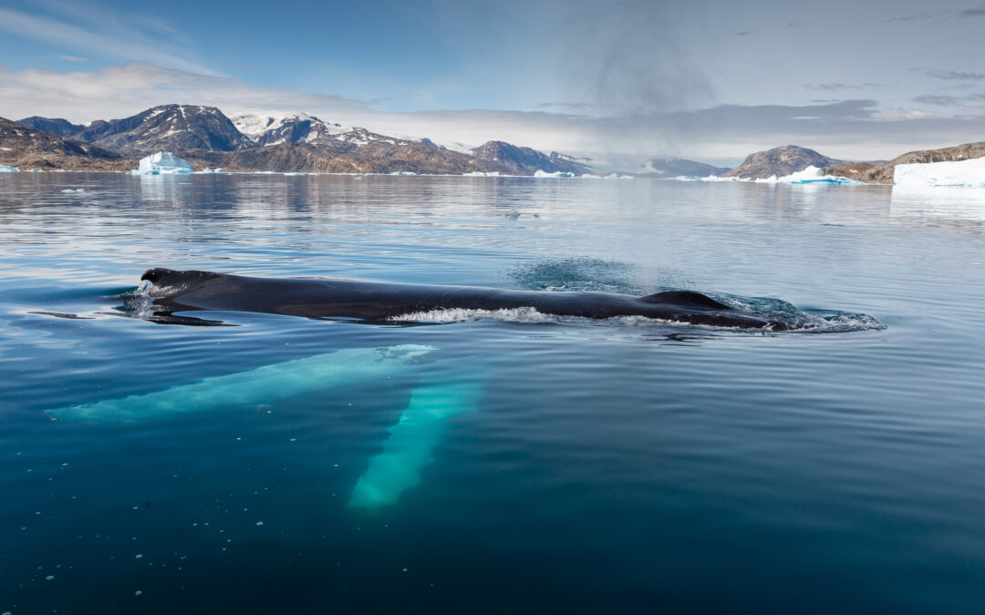 OSTGRÖNLAND August 2027 „Ewiges Eis & tiefe Fjorde“