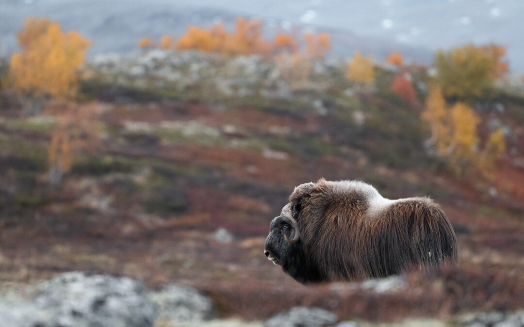 NORWEGEN September 2027 „Moschusochsen im Herbst“