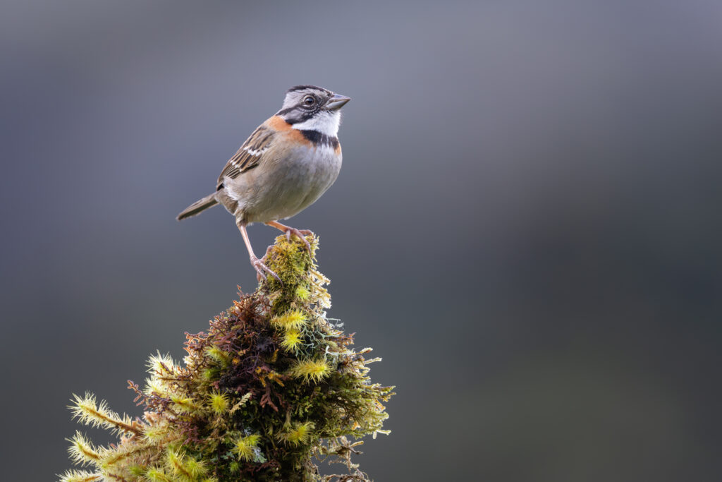 _INN1046-Bearbeitet-2