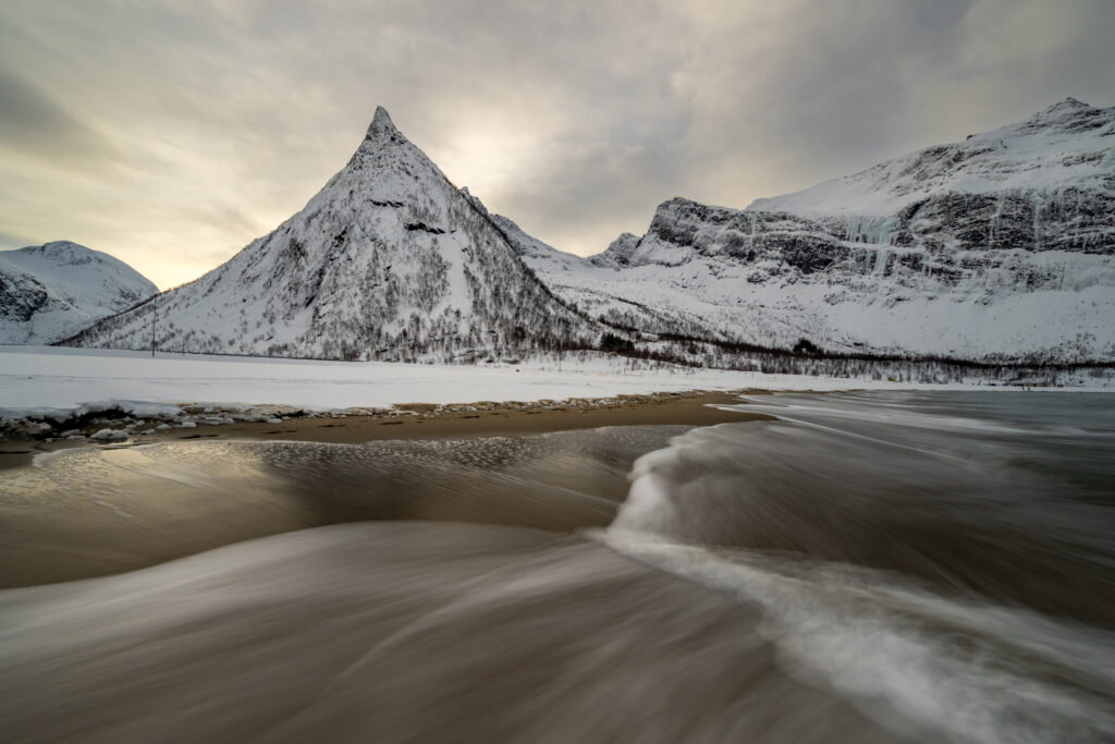 Senja81