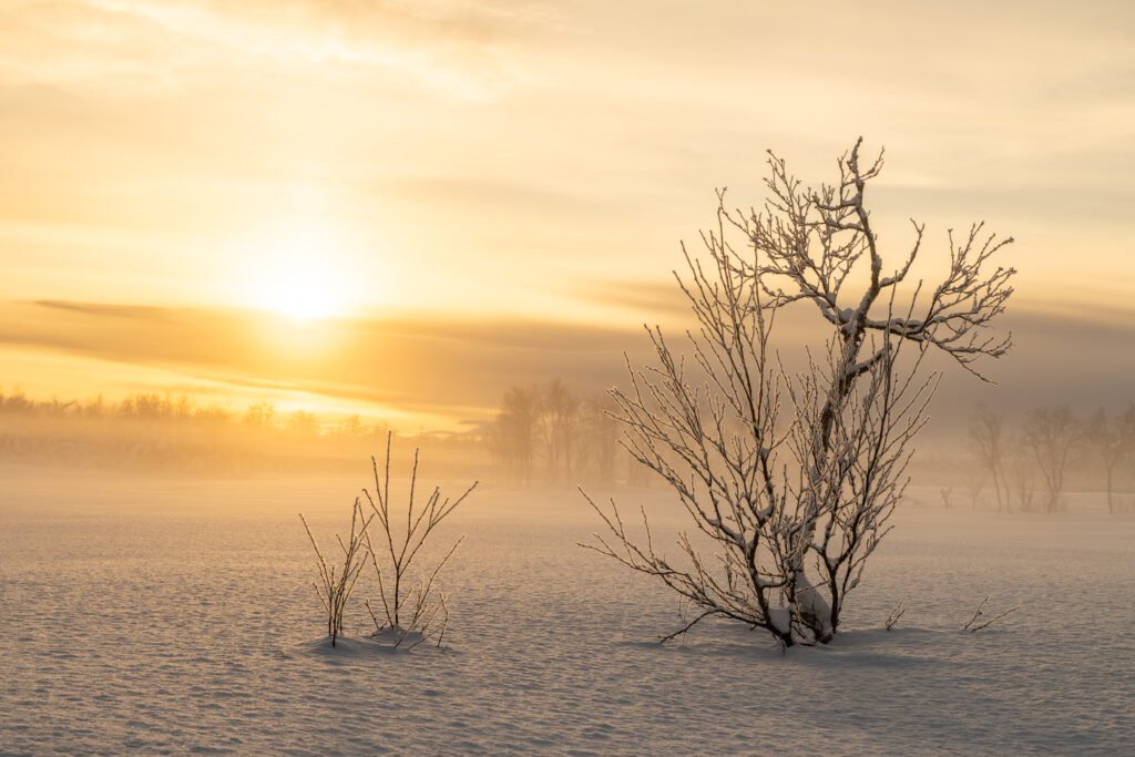 Senja84