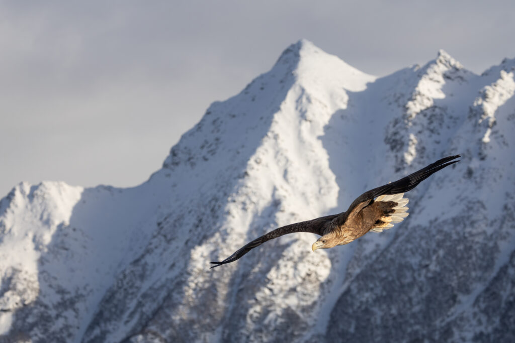 Lofoten320