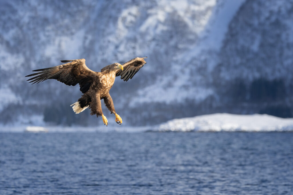 Lofoten321
