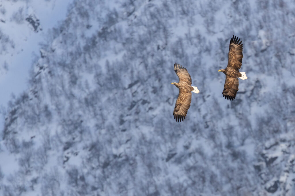 Lofoten324