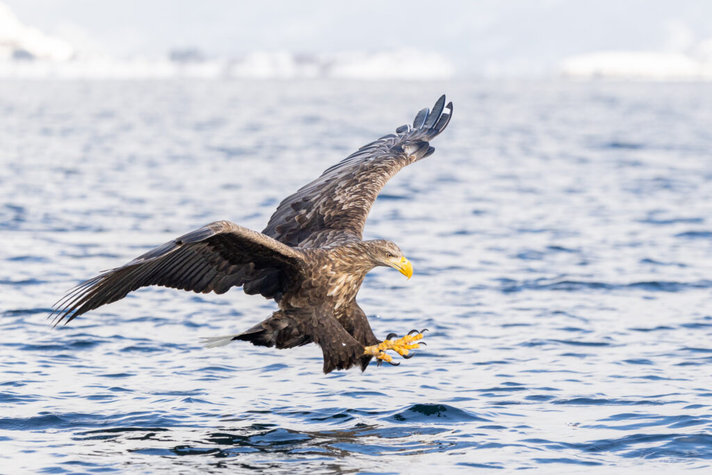 Lofoten325