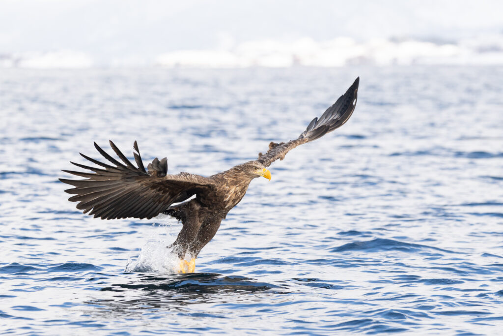Lofoten326