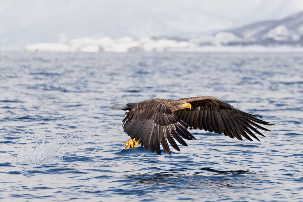 Lofoten327