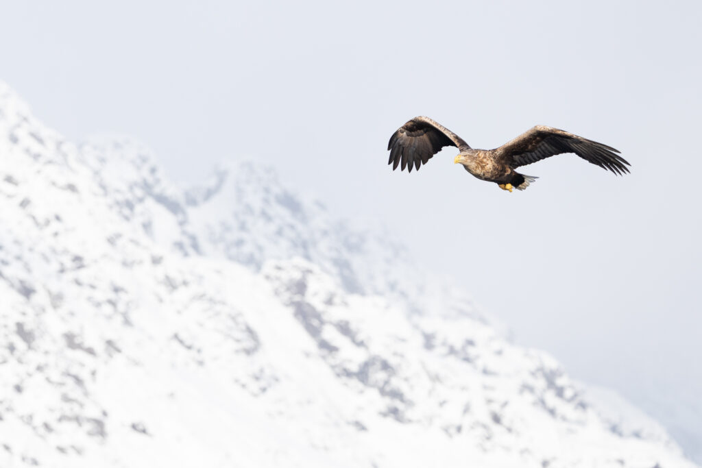 Lofoten329