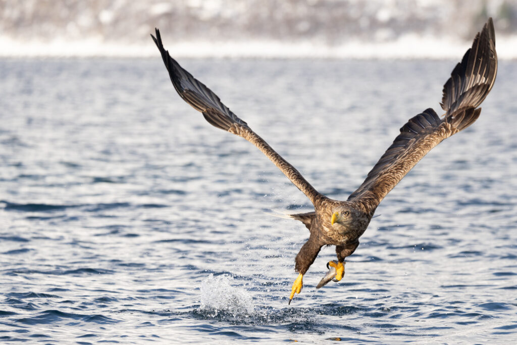 Lofoten331