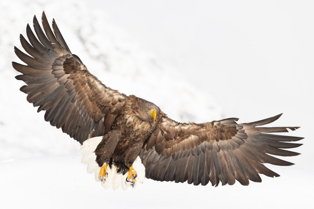 Lofoten335