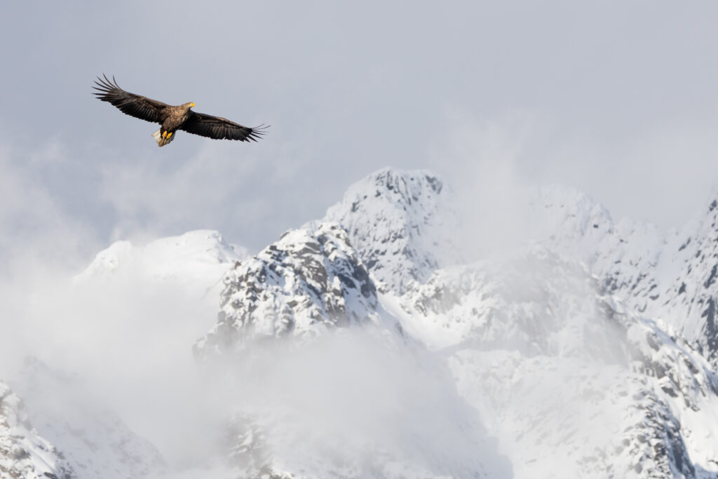 Lofoten337