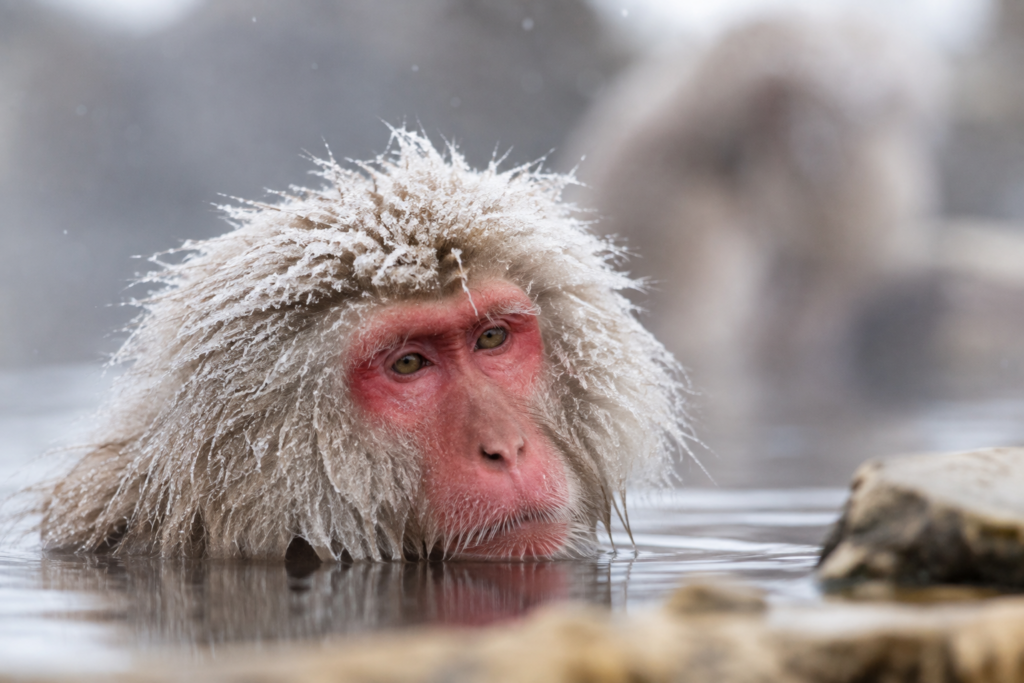 Japan-Affe-1