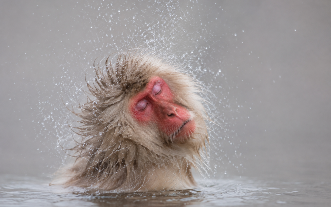 JAPAN Februar 2028 „Wildlifefotografie im Winter“